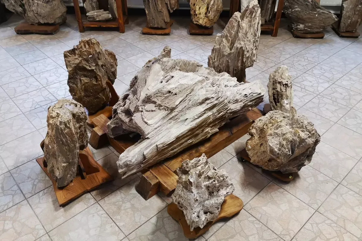 Skamieniałe pnie drzew w muzeum w Siedliskach